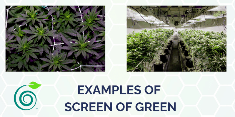 trella-screen-of-green trella-screen-of-green