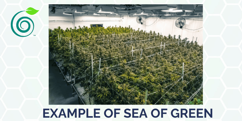 trella-sea-of-green trella-sea-of-green