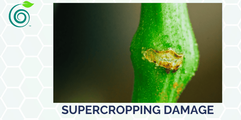 trella-supercropping-damage trella-supercropping-damage